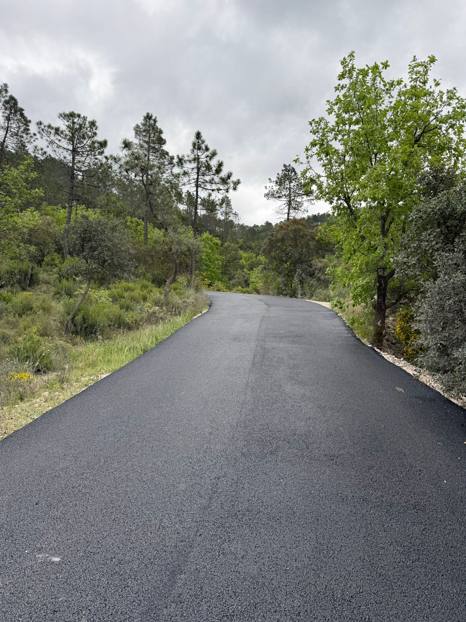 Route forêt pins chênes enrobé noir arrière-pays